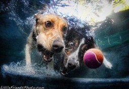 12 Underwater Photos of Dogs Fetching Their Ball | Photography: Inspiration & Technique | Scoop.it