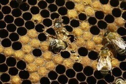 Bayer: Pesticide Profits or Bees? - Forbes | Our Evolving Earth | Scoop.it