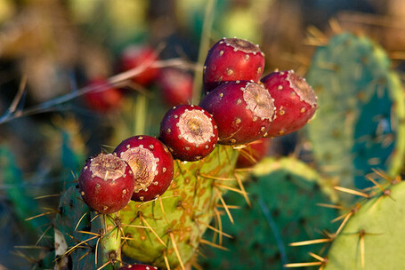Cacti can clean up poisonous&nbsp;soils | Environmental Sustainability | Scoop.it