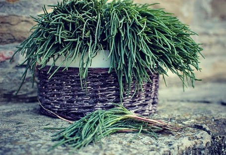 Italian Spring Greens: Looks like Grass, Tastes like Spinach - but Better! | Le Marche and Food | Scoop.it