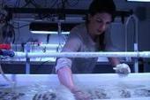Study shows adaptive capacity of reef corals to climate change may be widespread | Global environmental change | Scoop.it