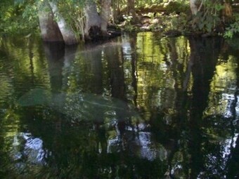 Manatees have returned to the Silver and Ocklawaha Rivers | The Ocklawaha & Silver River News | Rainforests, Waterfalls, Rivers, Lakes & Oceans | Scoop.it