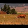 Permaculture