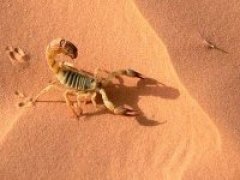 Alg&eacute;rie - Plus de 50.000 piq&ucirc;res de scorpion en 2012 dans certaines wilayas des Hauts Plateaux et du Sud | EntomoNews | Scoop.it