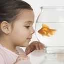 Innovations in Education - Students as &ldquo;Information Flaneurs&rdquo; | Rethinking Public Education | Scoop.it