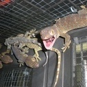 UK Dedicates Wildlife Agent to curb  Internet WildlifeTrade | Wildlife Trafficking: Who Does it? Allows it? | Scoop.it