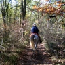 Cheval et Nature