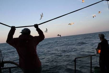 Two great white sharks tagged in Cape Cod exhibition, but short of goal - The Providence Journal | Sharks | Scoop.it