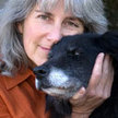 What Is The Biggest Toll Our Dogs Pay For Obesity? | In Your Pet's Best Interest