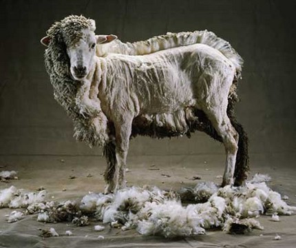 Les moutons irlandais ont décidés de se faire tondre | Les Dernières Nouvelles du Monde | Scoop.it