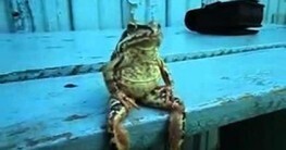 Gawker: We want to elevate the discourse about frogs who sit like humans [CHART] | Journalism Issues | Scoop.it