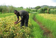 New Agriculturist: Focus on... Sustaining seed production in Africa | The Agrobiodiversity Grapevine | Scoop.it