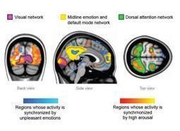 Synchronized brains: Feeling strong emotions makes people's brains 'tick together' | Empathy and Compassion | Scoop.it