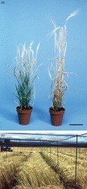 Haploids in flowering plants: origins and exploitation | PlantBioInnovation | Scoop.it