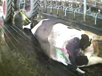 Turn Off that Camera! Animal Cruelty Videos Being Blocked | Nature Animals humankind | Scoop.it