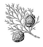Springy - A force directed graph layout algorithm in JavaScript. | EEDSP | Scoop.it