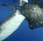 There's no such thing as a free lunch... unless you're a whale shark! They're captured stealing fish from trawler nets | Our Changing Planet: Environmental Issues and Conservation | Scoop.it