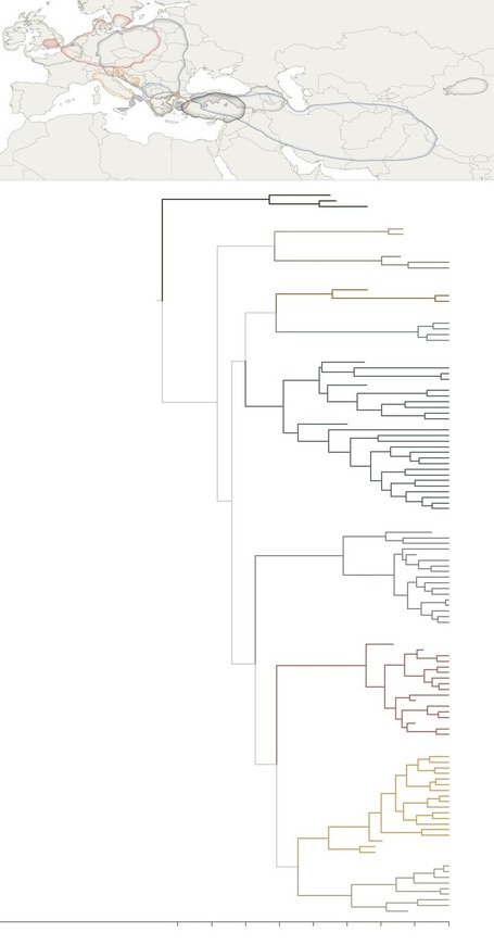 Tracing the Origins of Indo-European Languages | Litteris | Scoop.it