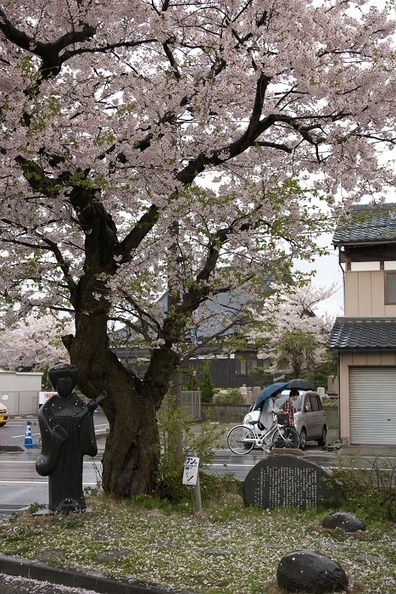 散り始めた桜 | 新潟 Niigata | Scoop.it