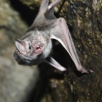 New England's vampire panic | For Lovers of Paranormal Romance | Scoop.it