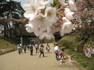 弘前公園桜情報（地域の植物情報） : 弘前公園 今日のさくら（4月28日 ... | 青森 Aomori | Scoop.it