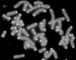 Human Lifespan Determined by Telomere Length | UtopianDynamics | Scoop.it