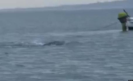 WATCH: Lake 'Monster' Filmed In Ireland | Strange days indeed... | Scoop.it
