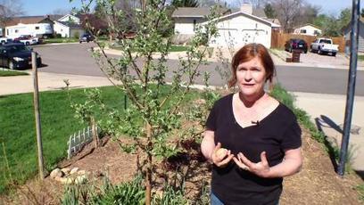 Fort Collins considers ways to feed and nurture urban agriculture - The Coloradoan | Vertical Farm - Food Factory | Scoop.it