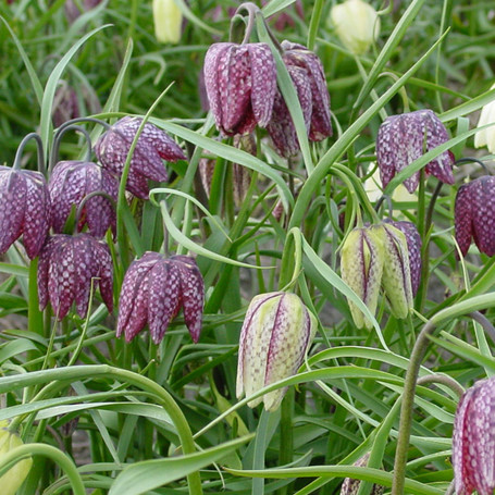 Fritillaria meleagris - Snake's head fritillary - Plants of the month March 2012 | Plants Of the Month | Scoop.it