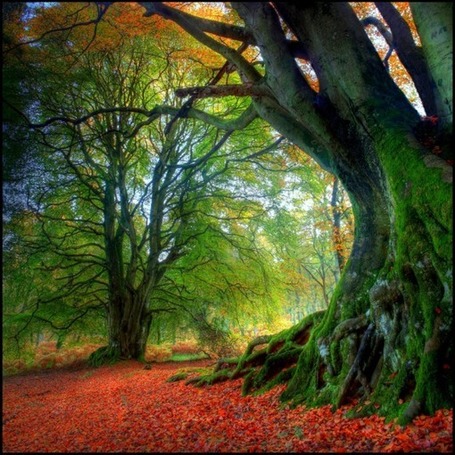 Les arbres les plus beaux du Monde | Regard sur le monde | The Blog's Revue by OlivierSC | Scoop.it