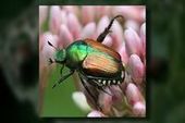 Foreign plant pest makes second trip in 11 years to West Fargo - WDAY | Plant Pests - Global Travellers | Scoop.it