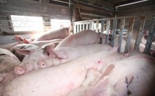 Scientific Paper Argues Against Factory Farms "Feeding the World" | YOUR FOOD, YOUR HEALTH: Latest on BiotechFood, GMOs, Pesticides, Chemicals, CAFOs, Industrial Food | Scoop.it