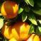 North Carolina presents specialty crops grants | Vegetables content from Southeast Farm Press | Research from the NC Agricultural Research Service | Scoop.it