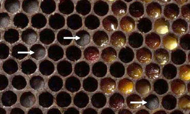 Honeybees 'entomb' hives to protect against pesticides, say scientists | Biomim&eacute;tisme, Biomimicry, Bioinspired innovation | Scoop.it