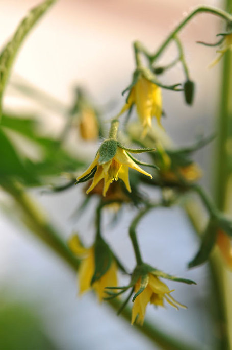Extend Your Tomato-Growing Season | Gardening Life | Scoop.it