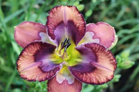 Fall 2014 Introductions - Floyd Cove Nursery - Daylilies | Facebook | Daylilies - hémérocalles | Scoop.it