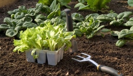 Que faire en mai au potager ? &laquo; Association Manger Sant&eacute; Bio | IMMOBILIER 2013 | Scoop.it