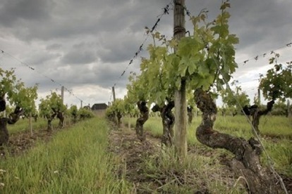 La pluie persistante retarde la floraison de la vigne - Terre de Vins | Le vin quotidien | Scoop.it