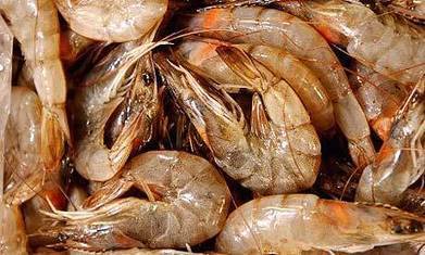 Small and wild: how to feed fish to the world without emptying the oceans | OUR OCEANS NEED US | Scoop.it