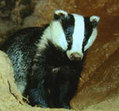 Vote for Britain&rsquo;s national species | Discover Wildlife | Wildlife and Environmental Conservation | Scoop.it