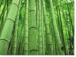 A Bamboo Farmer? | Martial Arts Ottawa | Black Belt Bamboost | Scoop.it