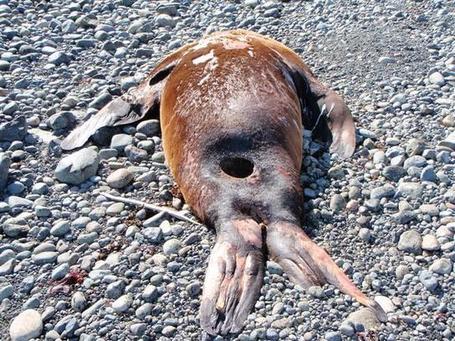 Fourth headless sea lion washes ashore on Vancouver Island | #oceans #ocean | Scuba Diving, Outdoor Activities & Adventures Canada | Scoop.it