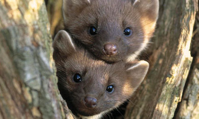 Endangered red squirrel has found a new ally in its fight for survival - WILDLIFE | Biodiversity IS Life -- Conservation,Ecosystems,Wildlife,Rivers,Water,Forests | Scoop.it