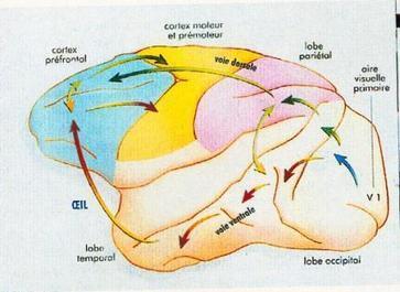 Un cerveau pourquoi faire? Le cerveau cognitif | P&eacute;dagogie, &eacute;ducation et formation | Scoop.it