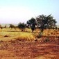 MALI: Au-del&agrave; de la s&eacute;cheresse &ndash; &laquo; Les familles dispara&icirc;tront &raquo; | Catastrophes naturelles et humanitaires dans le monde | Scoop.it