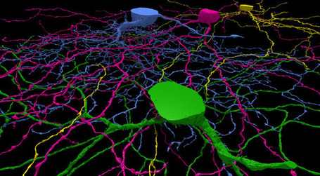 MIT crowdsources and gamifies brain analysis | ExtremeTech | Augmented Collective Intelligence | Scoop.it