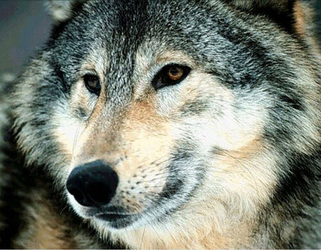 La Fondation Bardot demande &agrave; Fran&ccedil;ois Hollande de stopper l'abattage des loups | Chronique d'un pays o&ugrave; il ne se passe rien... ou presque ! | Scoop.it
