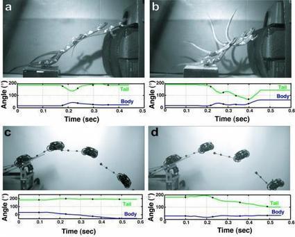 Leaping lizards, dinosaurs have a message for robots: Get a tail | Robots and Robotics | Scoop.it