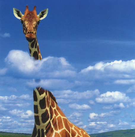 Blog de France la Girafe : Raison d'&ecirc;tre & organisations | demain un nouveau monde !? vers l'intelligence collective des hommes et des organisations | Scoop.it