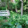 Urban, Suburban, and Campus Forests: Conservation and Curation